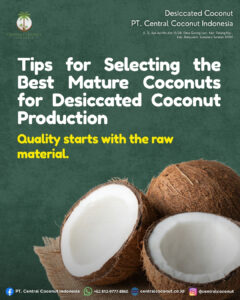 Selecting the Best Mature Coconuts for Premium Desiccated Coconut Production