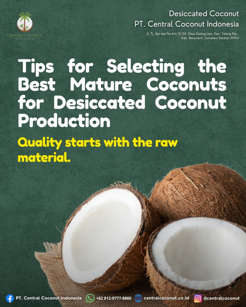 Selecting the Best Mature Coconuts for Premium Desiccated Coconut Production